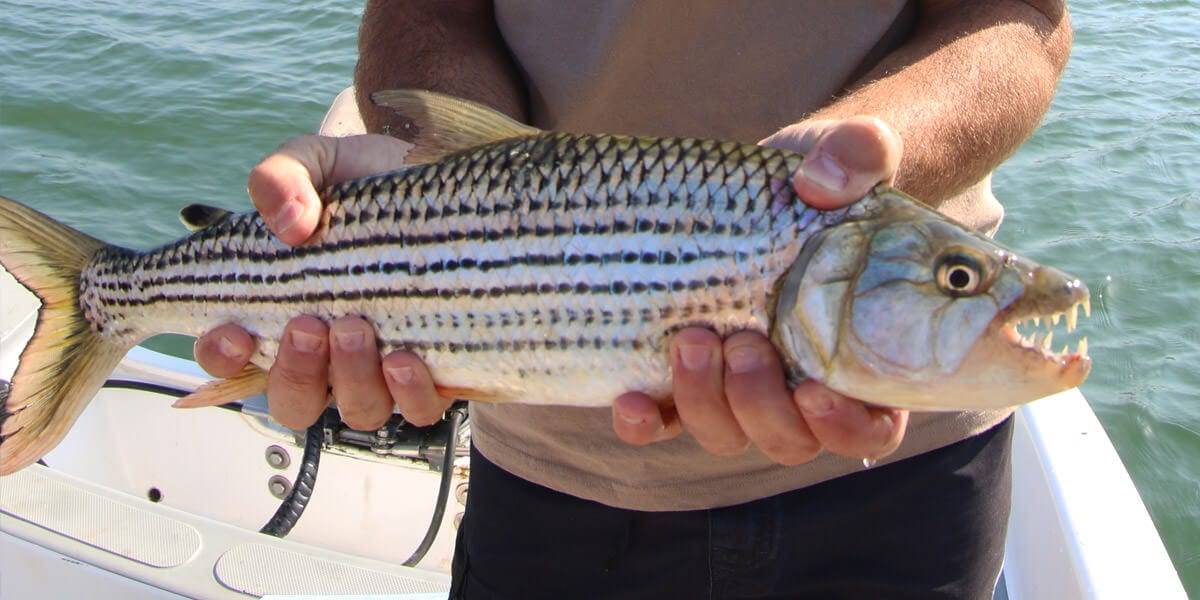 Tiger Fish